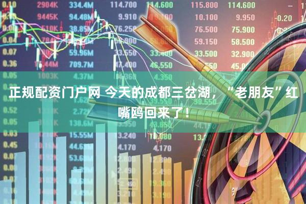 正规配资门户网 今天的成都三岔湖，“老朋友”红嘴鸥回来了！
